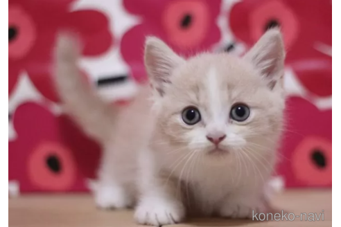 成約済の東京都のマンチカン(短足)-102690の4枚目